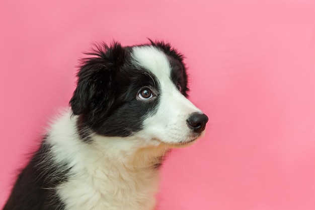 Funny studio portrait of cute smilling puppy dog border collie on pink pastel background