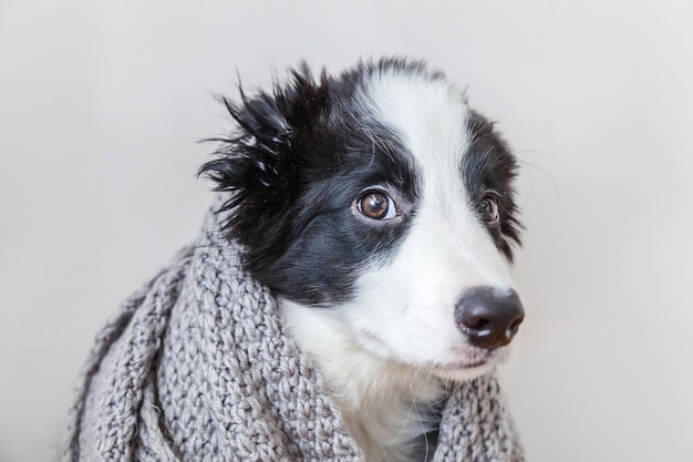 Забавный студийный портрет милого улыбающегося щенка бордер-колли в теплой одежде шарф на шее на белом фоне