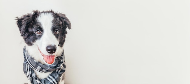 首の周りに暖かい服のスカーフを身に着けている子犬の犬のボーダーコリーの面白いスタジオポートレートに分離...