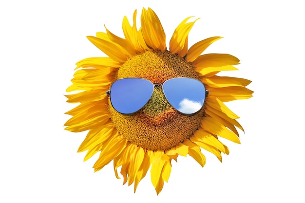 Funny sunflower with sunglasses on a white background