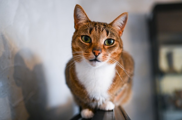 Funny surprised stripped cat with green eyes close up