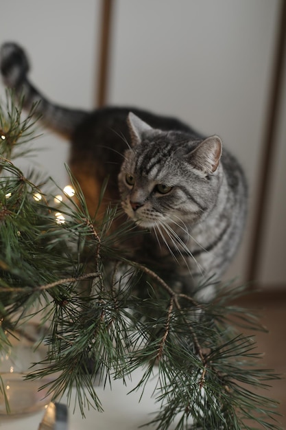 Funny tabby cat and christmas tree new year concept