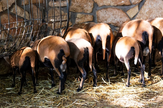 Funny view of the buttocks of goats lined up while eating feed on a farm a group of goats in a pen near the trough livestock farming goats kept for meat and milk brown goat eats hay or grass