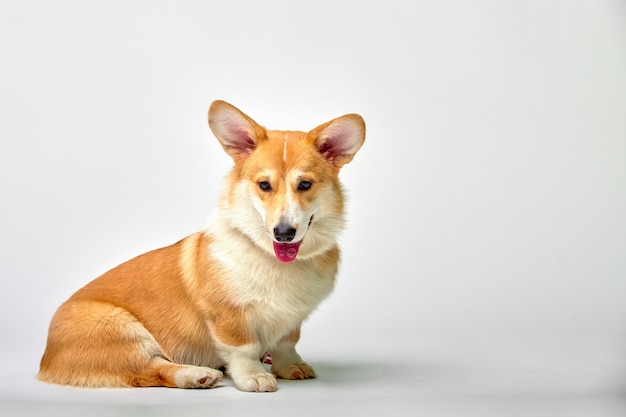 Pembroke divertente di welsh corgi in studio davanti ad un bianco