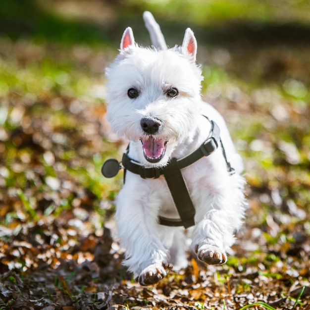 Funny West Highland White Terrier dog with collar is running in park on nature