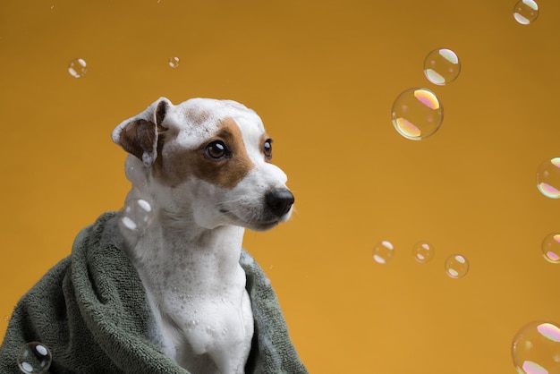 タオルに包まれた、お風呂の後の面白い濡れたジャックラッセル子犬。黄色の背景に彼の頭に石鹸の泡で洗いたてのかわいい犬。高品質の写真