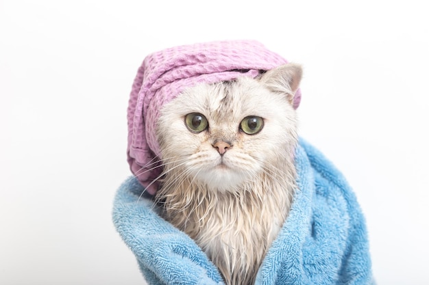 Funny wet white cat after bathing wrapped in a blue towel in a violet cap on his head