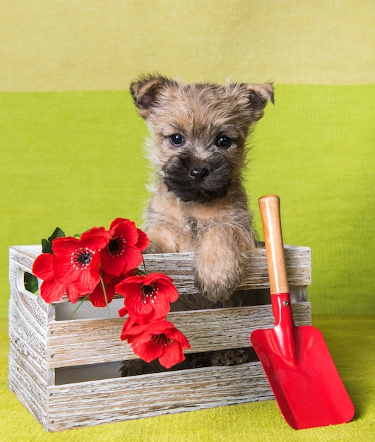 Funny wheaten or red Cairn Terrier puppy dog is sitting in box with red poppy flowers and shovel on green background.