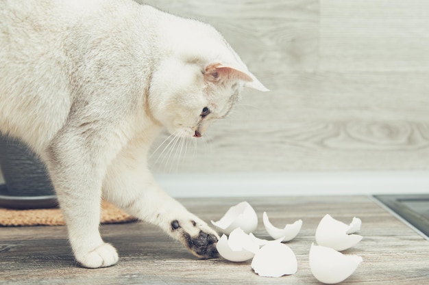 Funny white British cat steals egg shells from the kitchen