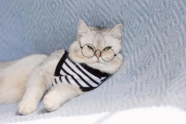 A funny white british cat in a striped tshirt and glasses lies on a blue knitted blanket