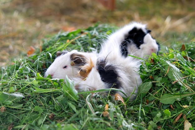 Funny white and brown guinea pigs eating fresh green grass Domestic animals