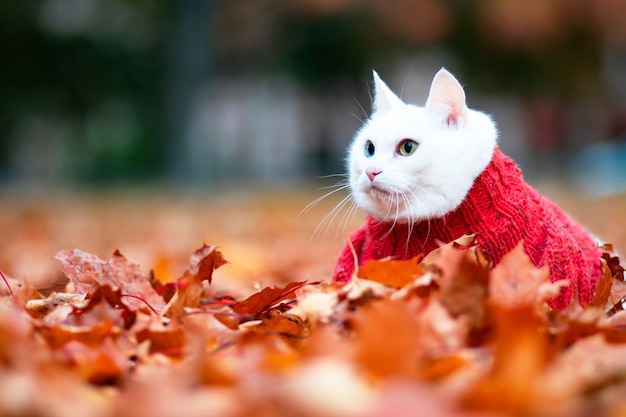 Funny white cat, multi-colored eyes. Angora breed. Sits in the foliage in the park on an autumn day. Animal in a sweater on the street. The pet plays in red and yellow maple.