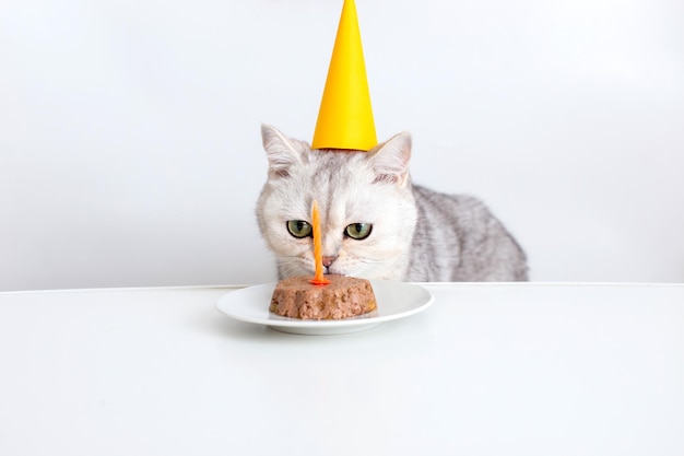 A funny white cat in a yellow paper cap sits at a white table and eats a canned cat cake with a candle