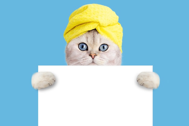 Funny white cat in a yellow towel on his head holding an empty white banner on a blue background close up copy space