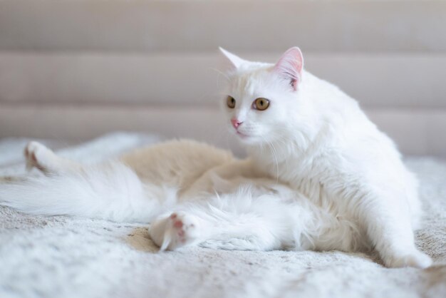 Foto un gatto bianco divertente in una postura di yoga sul divano