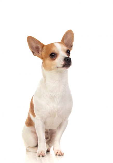 Funny white Chihuahua with big ears