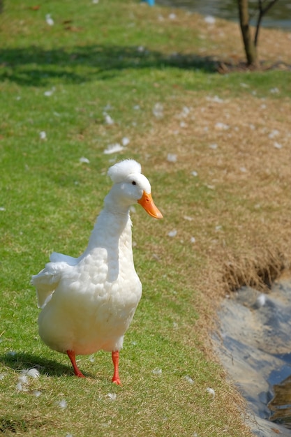 Funny white duck with strange hair walking on grass field.