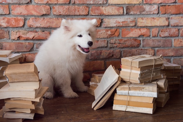 Забавный белый пушистый щенок самоеда читает книгу