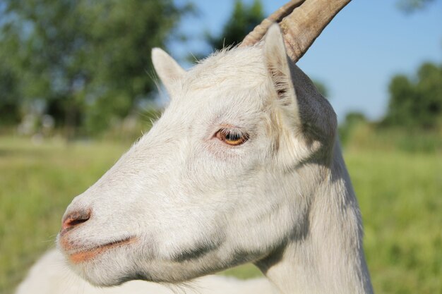 Funny white goat portrait