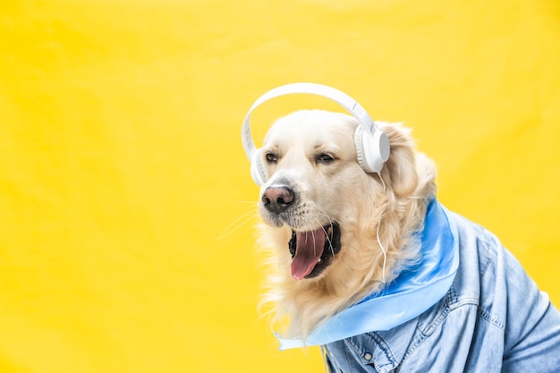 Funny white golden retriever dressed in denim jacket and helmets, sometimes listening to music