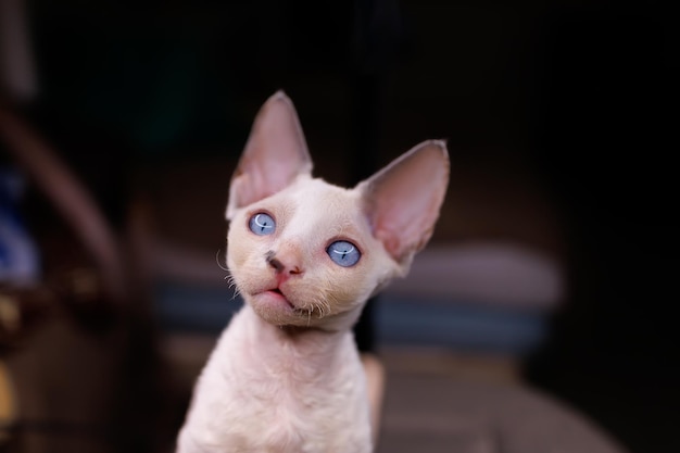 Funny white kitten looks with amazing eyes