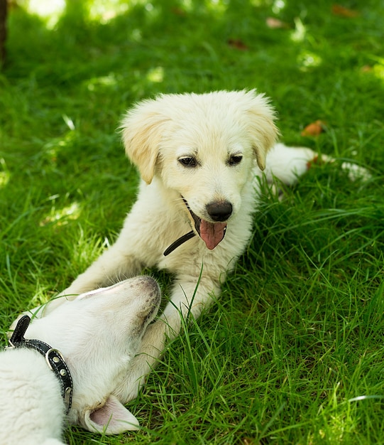 夏の日に緑の芝生で遊ぶ面白い白い子犬