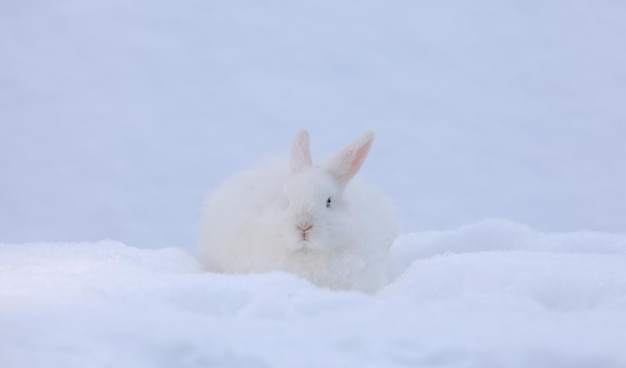 雪の中で面白い白うさぎ