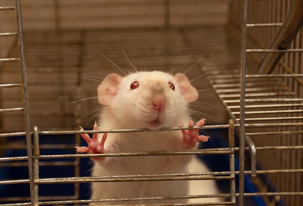 Funny white rat looking out of a cage