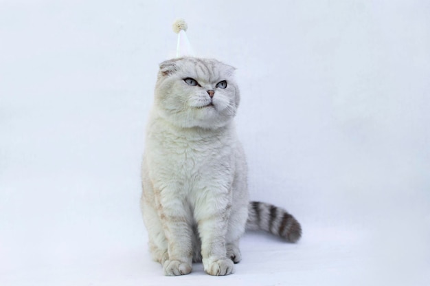 Funny white scottish cat in a paper hat celebrates birthday on\
a white background the concept of pets