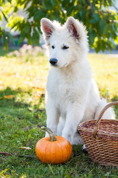 Funny white sheepdog puppy dog and pumpkin