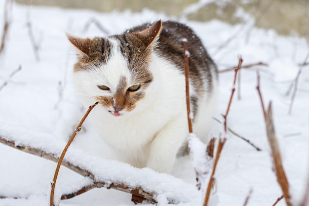 Photo funny white spotted cat in the garden in winter gnawing on a raspberry branch cat in the snow