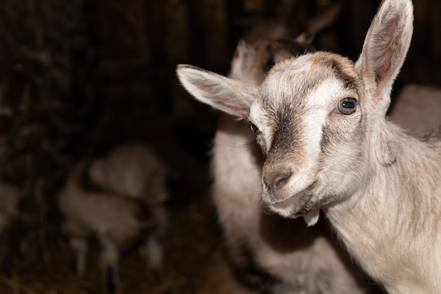 Funny white young goat in the barn