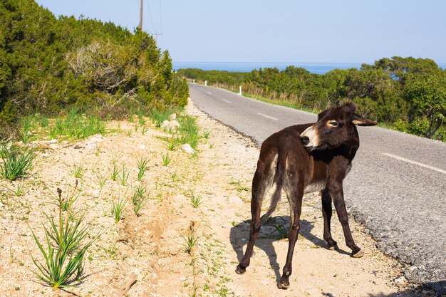 Funny wild donkey