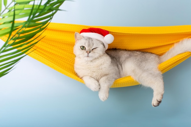 Funny winking white british cat in a red santa hat lying in a yellow fabric hammock