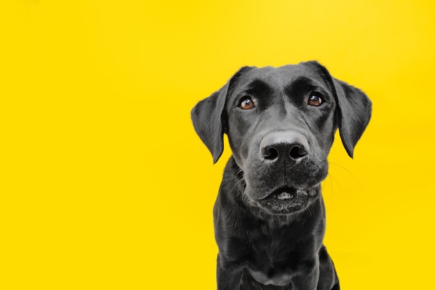 Funny worried dog's face. Isolated on yellow