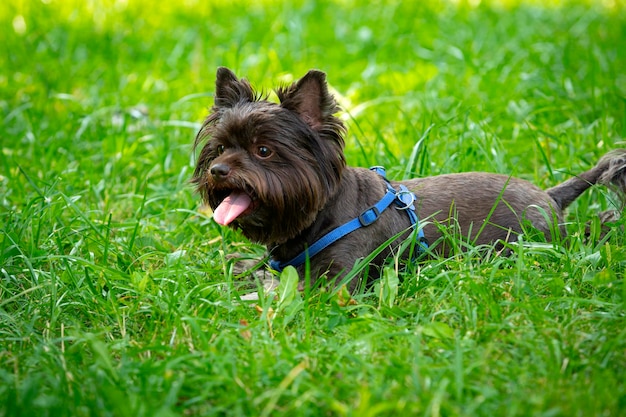 Funny Yorkshire terrier of chocolate color plays on the grass...