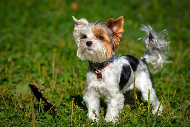 Divertente yorkshire terrier primo piano su uno sfondo di erba..