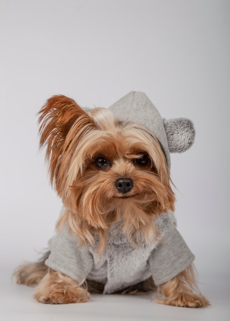 Funny yorkshire terrier in a hoodie sitting