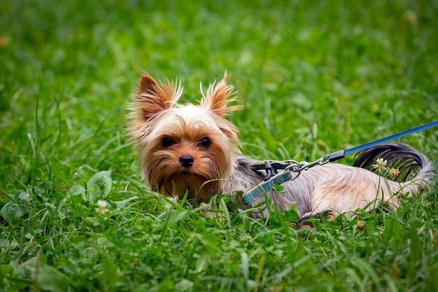 おかしなヨークシャー テリアの子犬が芝生で遊んでいます。