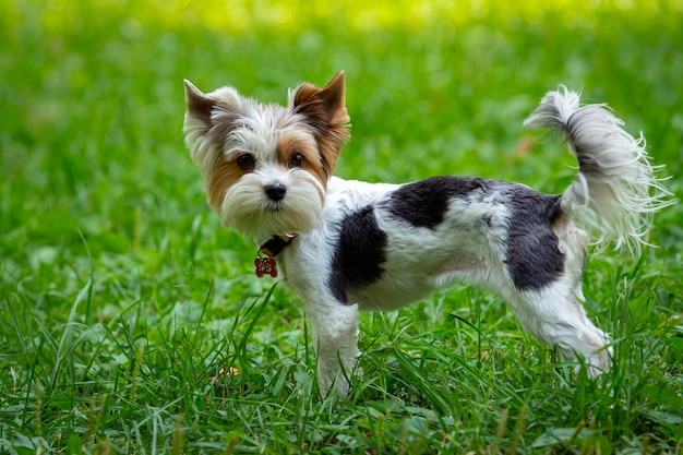 おかしなヨークシャー テリアの子犬が芝生で遊んでいます。