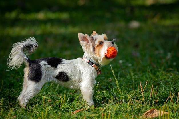 面白いヨークシャー テリアの子犬が芝生でボールを持って遊んで..