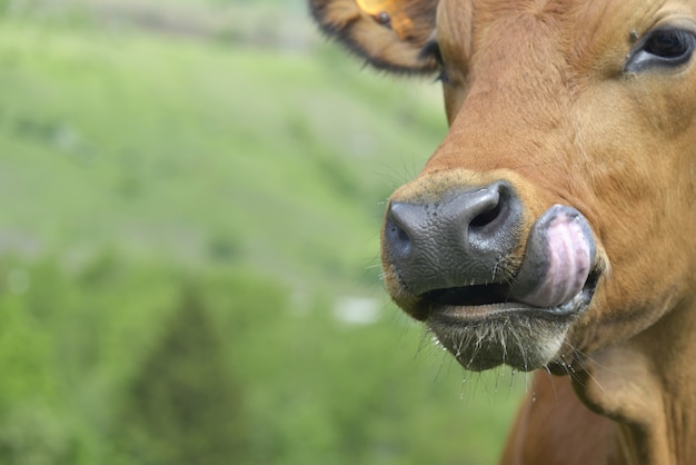 Funny young brown cow with tongue