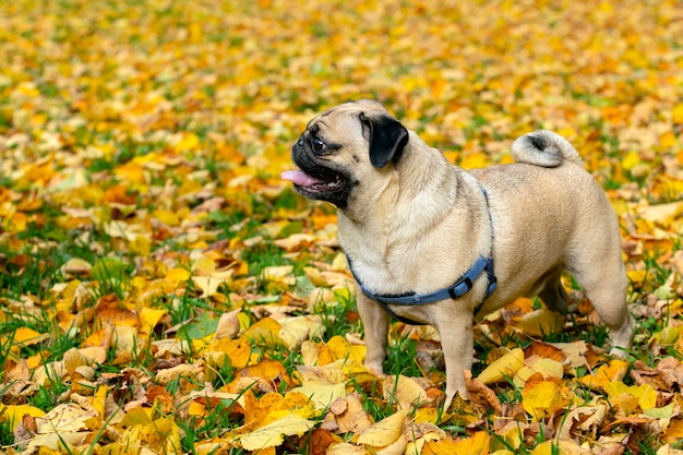 Funny young pug on the background of fallen leaves. Close-up.