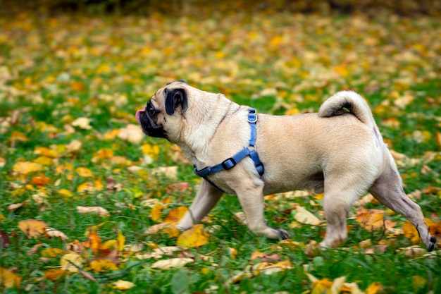 Funny young pug on the background of fallen leaves. Close-up..