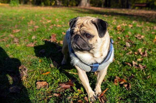 Funny young pug sits on the grass with fallen leaves..