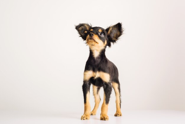 Funny young puppy of Russian toy terrier on a white background