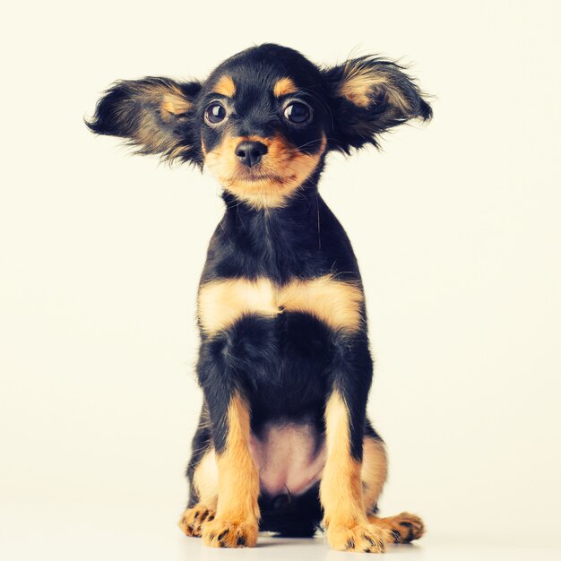 Funny young puppy of Russian toy terrier on a white background.