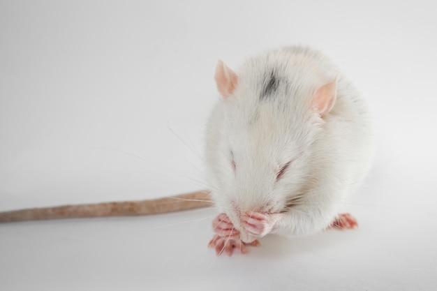 Funny young rat isolated on white. Rodent pets. Domesticated rat close up. Rat washes its face with its paws