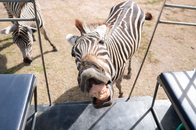 Foto zebra divertente in attesa di alimentazione presso l'autobus turistico nello zoo.