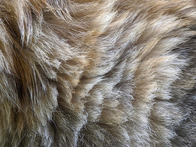 The fur of a brown cat